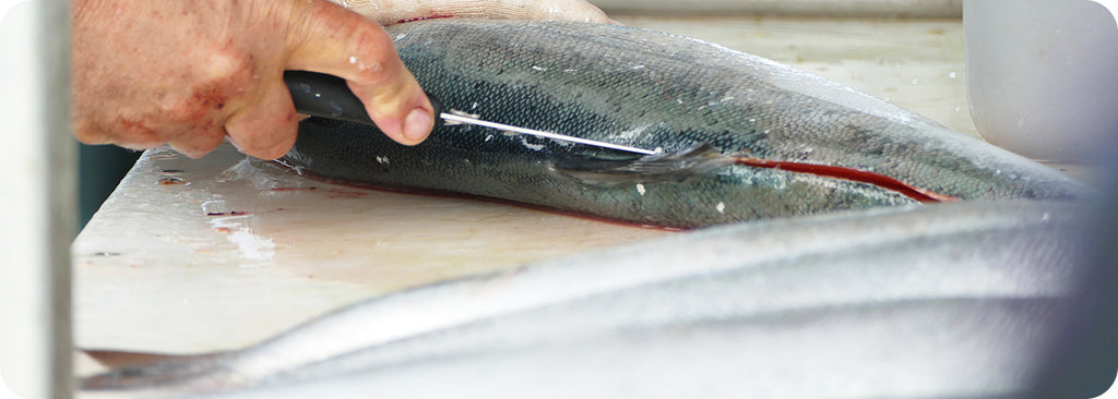 wild coho being filleted at the warehouse