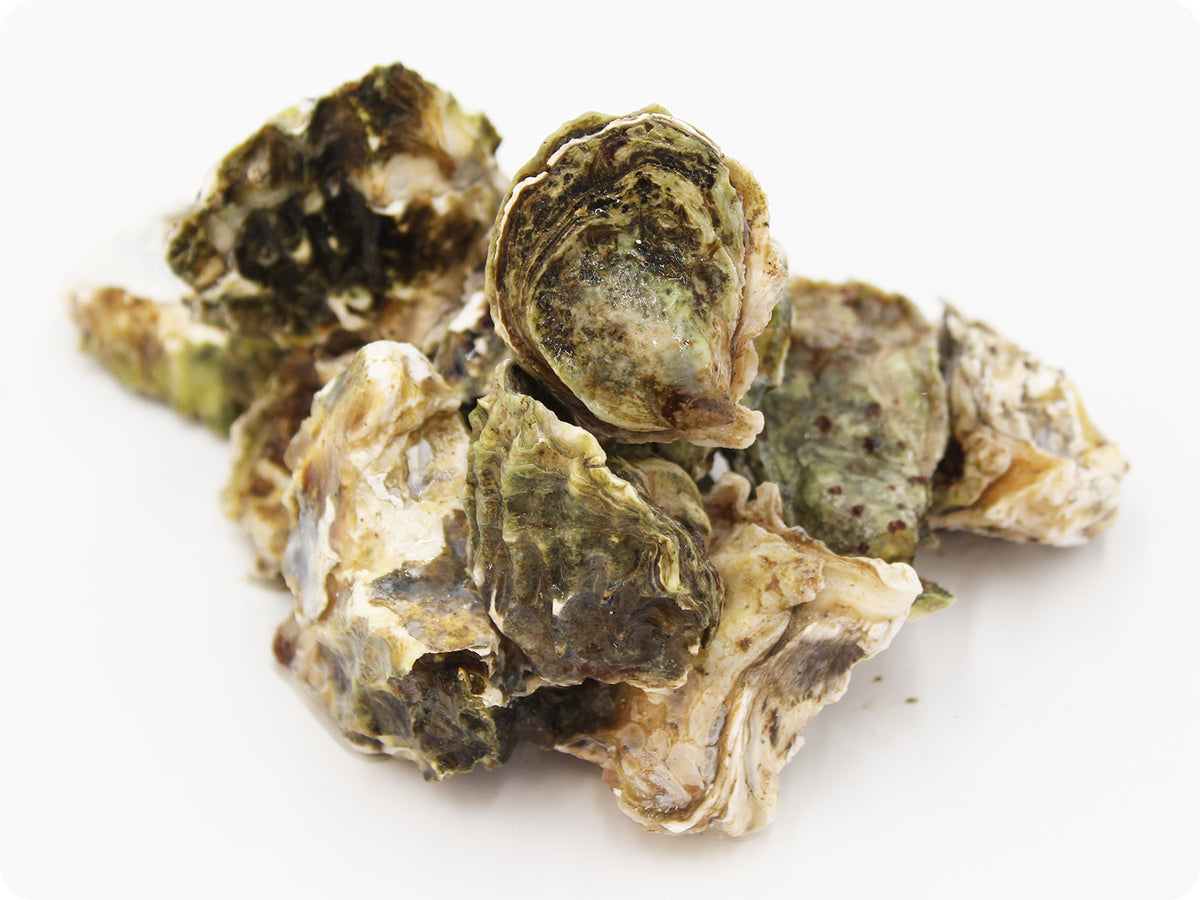 Kumamoto Oysters by the dozen Epicurean Seafood