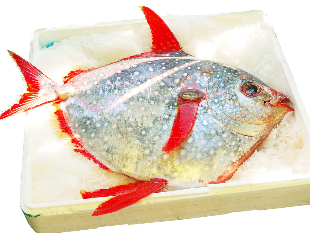 Large Opah fish on flaked ice. The fins and tail are bright red, the body is a silver with white polka-dots.