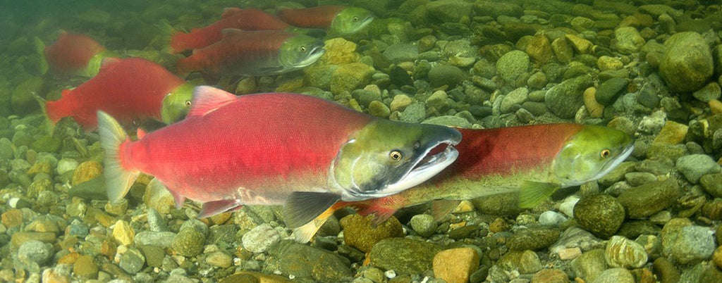 sockeye salmon heading upstream to spawn