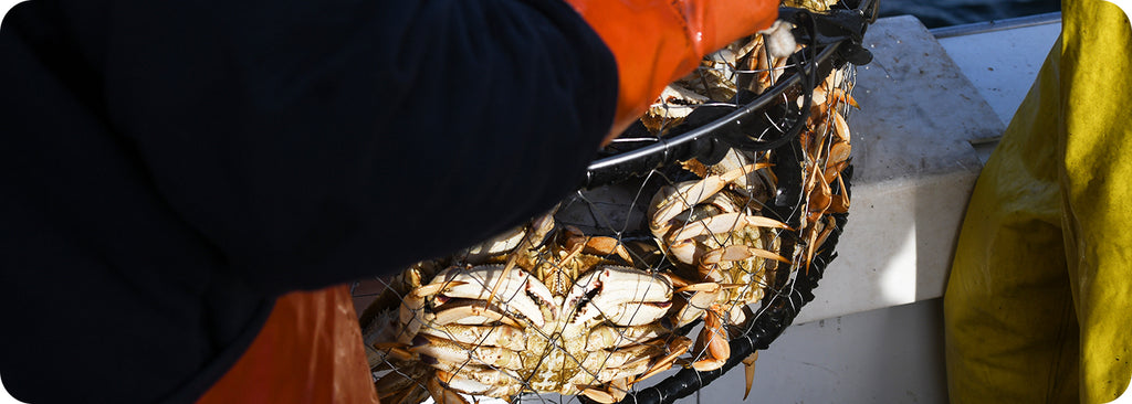 dungeness crab fishermen hauling in their catch