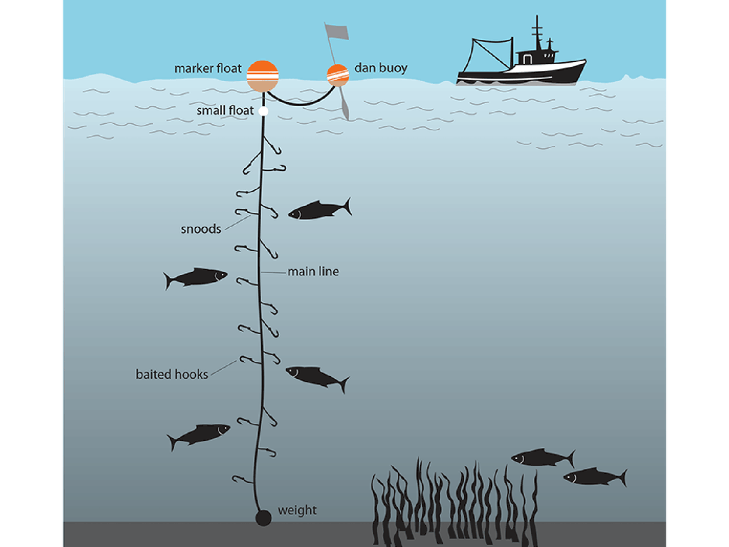 An illustration of a longline fishing vessel used to catch Sablefish.