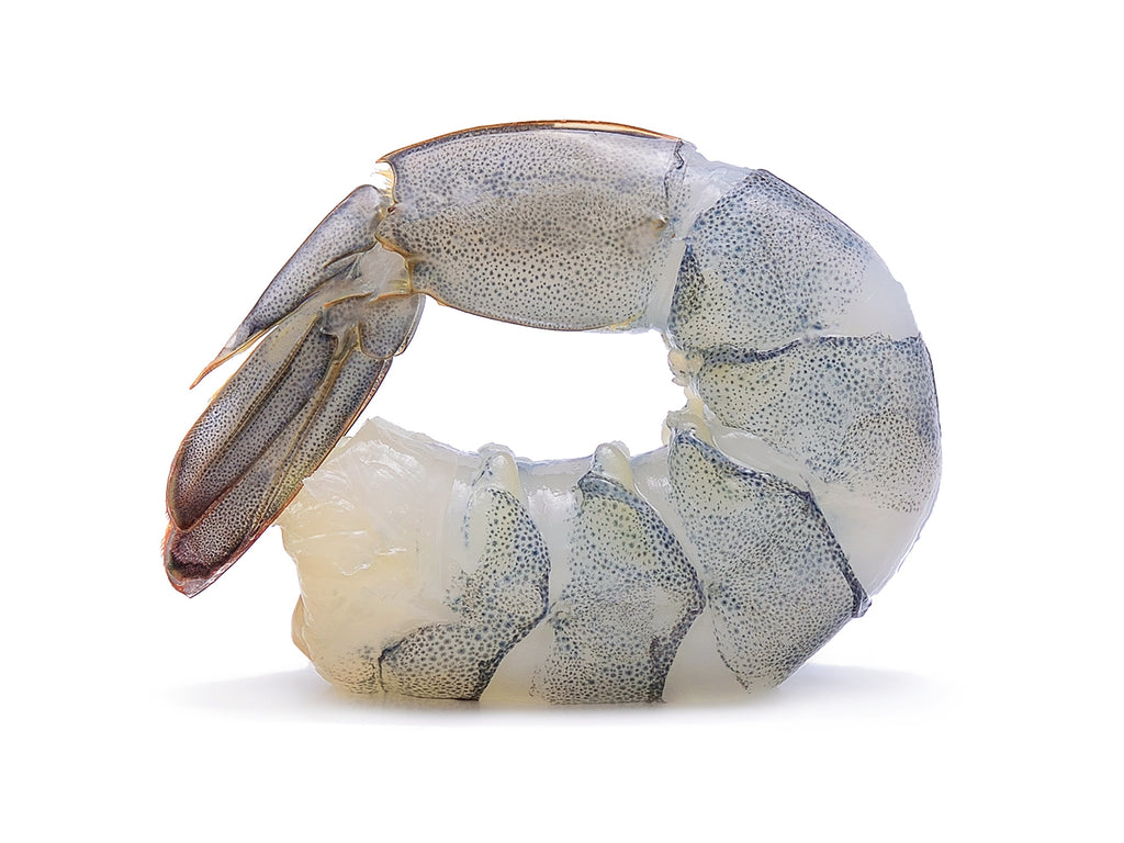 A plump, white shrimp with head and shell removed. The Black Tiger Prawn has a beautiful black speckling when removed from their shell.