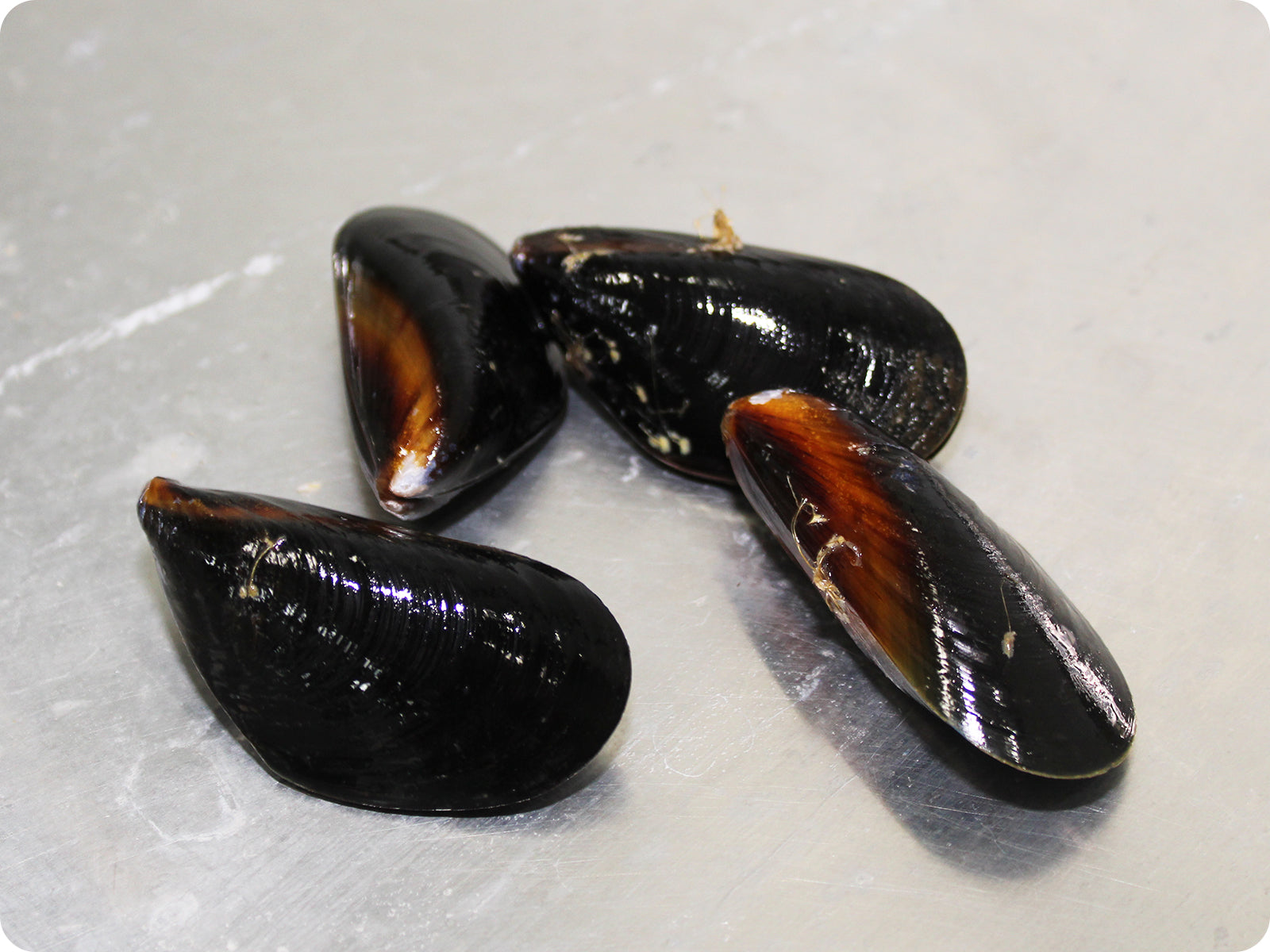 Mussel Rays Live Mussels
