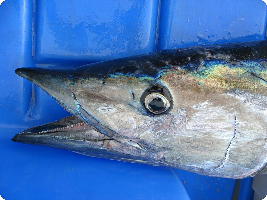 The head of an Ono with billed mouth, tiny sharp teeth, and silver skin.