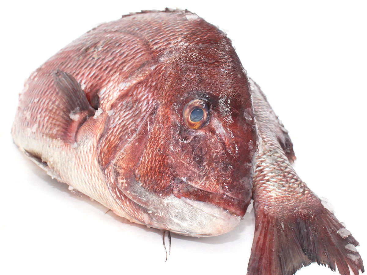 Queen Snapper Fillet