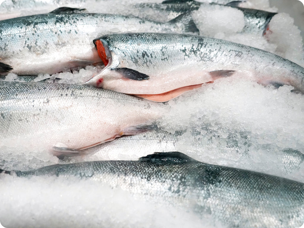 Whole wild Coho salmon headed and gutted in ice.